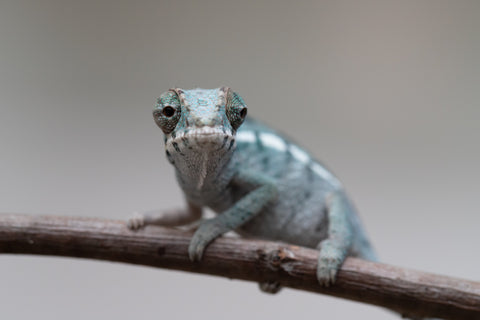 Holdbacks/Individuals: Nosy Be group from "Dr Noonien Song" x "Tela Vasir" - Hatched May - June 2025 - Male #1