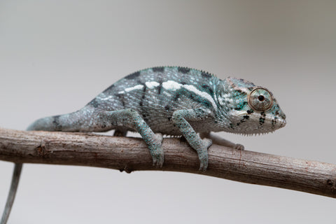 Holdbacks/Individuals: Nosy Be group from "Dr Noonien Song" x "Tela Vasir" - Hatched May - June 2025 - Male #1