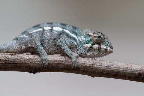 Holdbacks/Individuals: Nosy Be group from "Dr Noonien Song" x "Tela Vasir" - Hatched May - June 2025 - Male #1