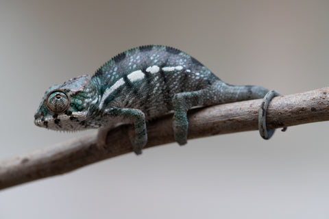 Holdbacks/Individuals: Nosy Be group from "Dr Noonien Song" x "Tela Vasir" - Hatched May - June 2025 - Male #1