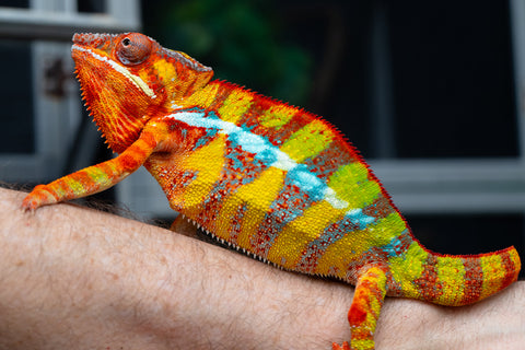 Pre-Order: Ambilobe Group From "Doro-amboahaolo" (AKA Firefox) x "Nala-andriana" (AKA Scorpion Queen) - Hatched Feb 2026 - Ready To Ship April - May