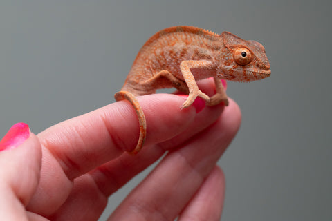 Ambilobe From "Famirapiratana" (AKA Brilliance) x "Ontany-fango" (AKA Question Mark) - Hatched March 2026 - Female #1