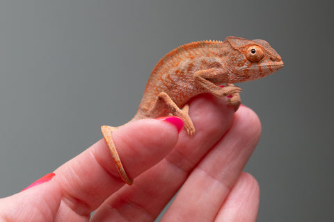 Ambilobe From "Famirapiratana" (AKA Brilliance) x "Ontany-fango" (AKA Question Mark) - Hatched March 2026 - Female #1