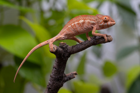 Ambilobe From "Famirapiratana" (AKA Brilliance) x "Ontany-fango" (AKA Question Mark) - Hatched March 2026 - Female #1