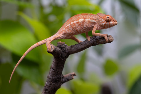 Ambilobe From "Famirapiratana" (AKA Brilliance) x "Ontany-fango" (AKA Question Mark) - Hatched March 2026 - Female #1