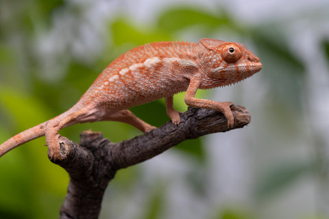 Ambilobe From "Famirapiratana" (AKA Brilliance) x "Ontany-fango" (AKA Question Mark) - Hatched March 2026 - Female #1