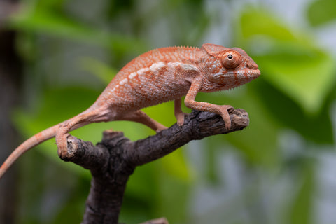 Ambilobe From "Famirapiratana" (AKA Brilliance) x "Ontany-fango" (AKA Question Mark) - Hatched March 2026 - Female #1