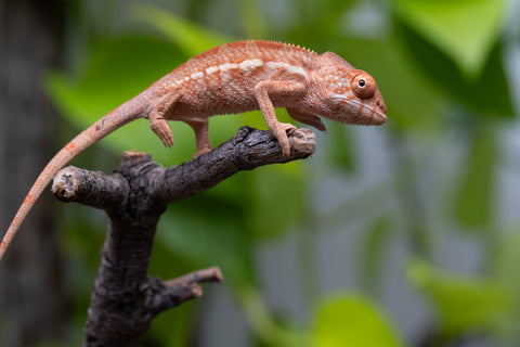 Ambilobe From "Famirapiratana" (AKA Brilliance) x "Ontany-fango" (AKA Question Mark) - Hatched March 2026 - Female #1