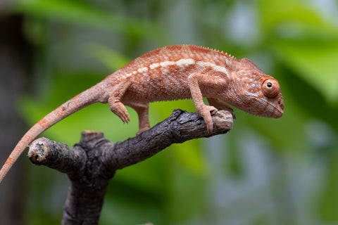 Ambilobe From "Famirapiratana" (AKA Brilliance) x "Ontany-fango" (AKA Question Mark) - Hatched March 2026 - Female #1