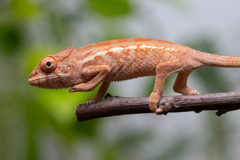 Ambilobe From "Famirapiratana" (AKA Brilliance) x "Ontany-fango" (AKA Question Mark) - Hatched March 2026 - Female #1