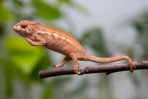 Ambilobe From "Famirapiratana" (AKA Brilliance) x "Ontany-fango" (AKA Question Mark) - Hatched March 2026 - Female #1