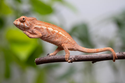 Ambilobe From "Famirapiratana" (AKA Brilliance) x "Ontany-fango" (AKA Question Mark) - Hatched March 2026 - Female #1