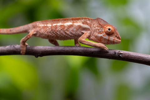 Ambilobe From "Famirapiratana" (AKA Brilliance) x "Ontany-fango" (AKA Question Mark) - Hatched March 2026 - Female #1