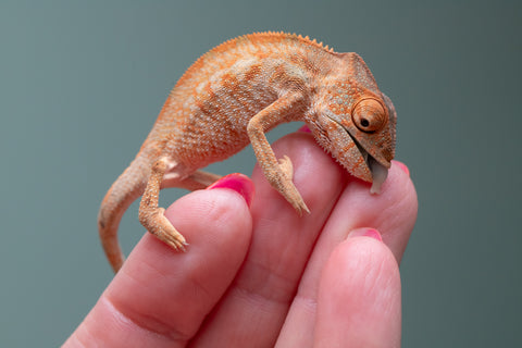 Ambilobe From "Famirapiratana" (AKA Brilliance) x "Ontany-fango" (AKA Question Mark) - Hatched March 2026 - Female #1