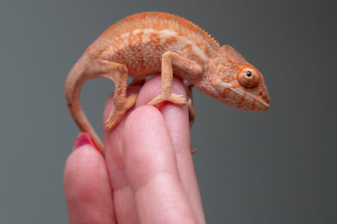 Ambilobe From "Famirapiratana" (AKA Brilliance) x "Ontany-fango" (AKA Question Mark) - Hatched March 2026 - Female #1