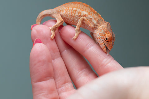 Ambilobe From "Famirapiratana" (AKA Brilliance) x "Ontany-fango" (AKA Question Mark) - Hatched March 2026 - Female #1
