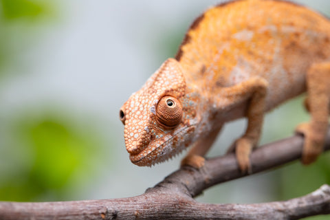 Ambilobe From "Famirapiratana" (AKA Brilliance) x "Ontany-fango" (AKA Question Mark) - Hatched March 2026 - Female #2