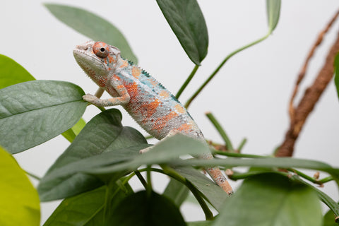 Holdbacks/Individuals: Ambilobe Offspring From "Famirapiratana" (AKA Brilliance) x "Ontany-fango" (AKA Question Mark) - Hatched March 2026 - Male #1