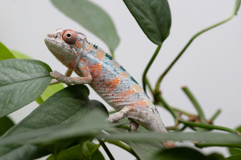 Holdbacks/Individuals: Ambilobe Offspring From "Famirapiratana" (AKA Brilliance) x "Ontany-fango" (AKA Question Mark) - Hatched March 2026 - Male #1