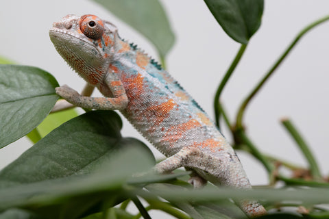 Holdbacks/Individuals: Ambilobe Offspring From "Famirapiratana" (AKA Brilliance) x "Ontany-fango" (AKA Question Mark) - Hatched March 2026 - Male #1