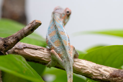 Holdbacks/Individuals: Ambilobe Offspring From "Famirapiratana" (AKA Brilliance) x "Ontany-fango" (AKA Question Mark) - Hatched March 2026 - Male #1
