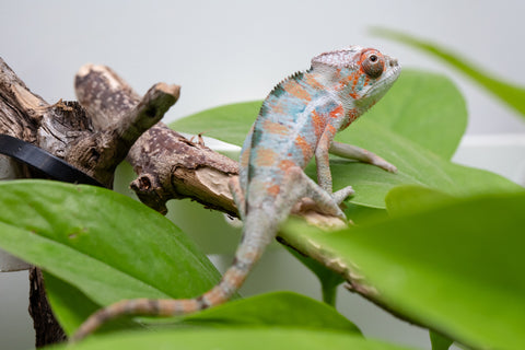 Holdbacks/Individuals: Ambilobe Offspring From "Famirapiratana" (AKA Brilliance) x "Ontany-fango" (AKA Question Mark) - Hatched March 2026 - Male #1