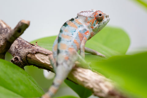 Holdbacks/Individuals: Ambilobe Offspring From "Famirapiratana" (AKA Brilliance) x "Ontany-fango" (AKA Question Mark) - Hatched March 2026 - Male #1