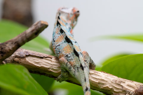 Holdbacks/Individuals: Ambilobe Offspring From "Famirapiratana" (AKA Brilliance) x "Ontany-fango" (AKA Question Mark) - Hatched March 2026 - Male #1