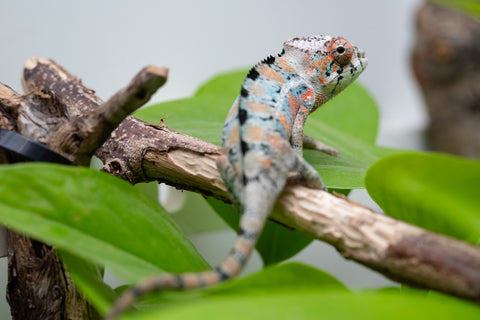 Holdbacks/Individuals: Ambilobe Offspring From "Famirapiratana" (AKA Brilliance) x "Ontany-fango" (AKA Question Mark) - Hatched March 2026 - Male #1