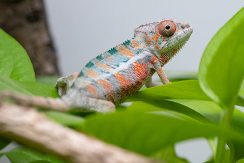 Holdbacks/Individuals: Ambilobe Offspring From "Famirapiratana" (AKA Brilliance) x "Ontany-fango" (AKA Question Mark) - Hatched March 2026 - Male #1