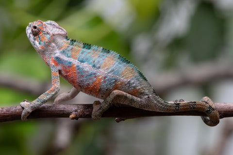 Holdbacks/Individuals: Ambilobe Offspring From "Famirapiratana" (AKA Brilliance) x "Ontany-fango" (AKA Question Mark) - Hatched March 2026 - Male #1