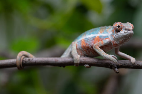 Holdbacks/Individuals: Ambilobe Offspring From "Famirapiratana" (AKA Brilliance) x "Ontany-fango" (AKA Question Mark) - Hatched March 2026 - Male #1