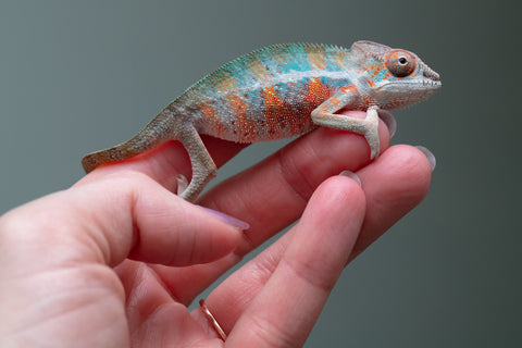 Holdbacks/Individuals: Ambilobe Offspring From "Famirapiratana" (AKA Brilliance) x "Ontany-fango" (AKA Question Mark) - Hatched March 2026 - Male #1