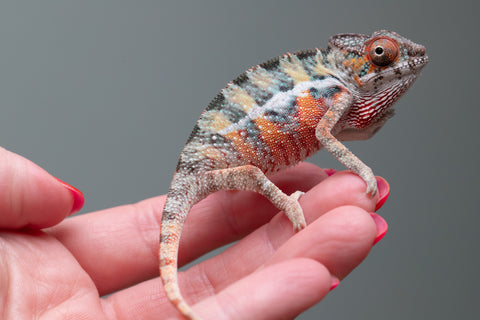 Ambilobe From "Famirapiratana" (AKA Brilliance) x "Ontany-fango" (AKA Question Mark) - Hatched March 2026 - Male #2