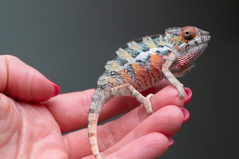 Ambilobe From "Famirapiratana" (AKA Brilliance) x "Ontany-fango" (AKA Question Mark) - Hatched March 2026 - Male #2