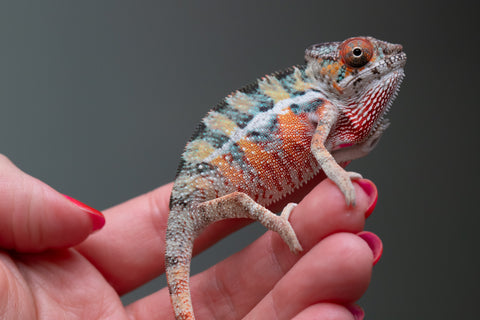 Ambilobe From "Famirapiratana" (AKA Brilliance) x "Ontany-fango" (AKA Question Mark) - Hatched March 2026 - Male #2