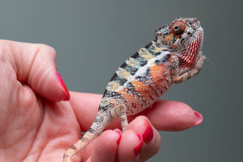 Ambilobe From "Famirapiratana" (AKA Brilliance) x "Ontany-fango" (AKA Question Mark) - Hatched March 2026 - Male #2