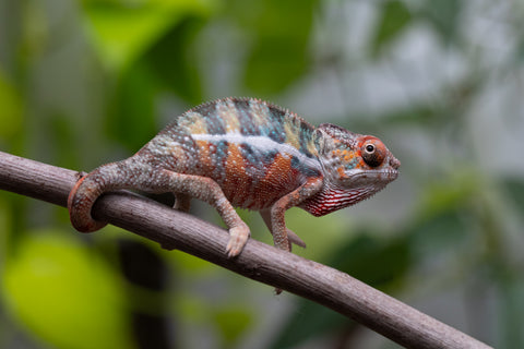 Ambilobe From "Famirapiratana" (AKA Brilliance) x "Ontany-fango" (AKA Question Mark) - Hatched March 2026 - Male #2