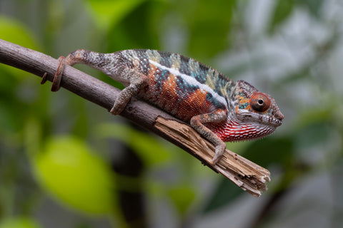 Ambilobe From "Famirapiratana" (AKA Brilliance) x "Ontany-fango" (AKA Question Mark) - Hatched March 2026 - Male #2