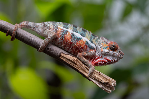 Ambilobe From "Famirapiratana" (AKA Brilliance) x "Ontany-fango" (AKA Question Mark) - Hatched March 2026 - Male #2