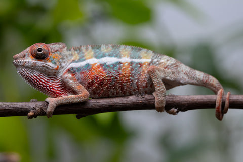 Ambilobe From "Famirapiratana" (AKA Brilliance) x "Ontany-fango" (AKA Question Mark) - Hatched March 2026 - Male #2