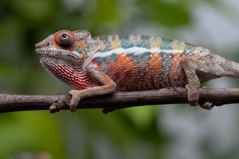 Ambilobe From "Famirapiratana" (AKA Brilliance) x "Ontany-fango" (AKA Question Mark) - Hatched March 2026 - Male #2
