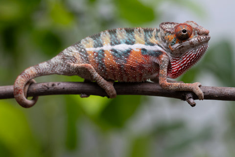 Ambilobe From "Famirapiratana" (AKA Brilliance) x "Ontany-fango" (AKA Question Mark) - Hatched March 2026 - Male #2
