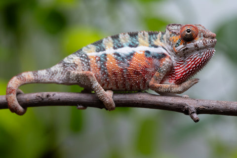 Ambilobe From "Famirapiratana" (AKA Brilliance) x "Ontany-fango" (AKA Question Mark) - Hatched March 2026 - Male #2