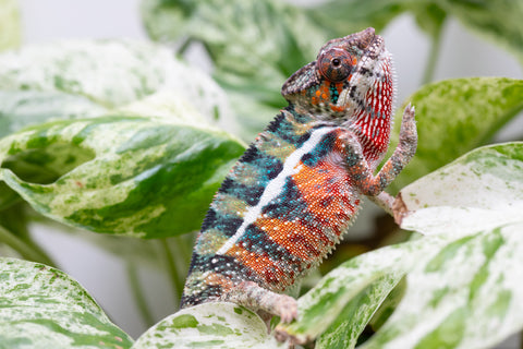 Ambilobe From "Famirapiratana" (AKA Brilliance) x "Ontany-fango" (AKA Question Mark) - Hatched March 2026 - Male #2