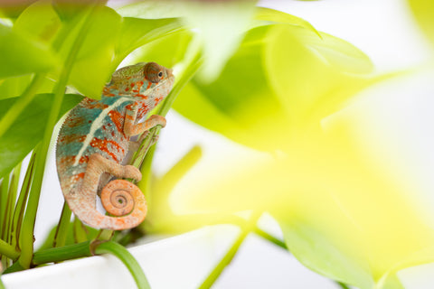 Ambilobe From "Famirapiratana" (AKA Brilliance) x "Ontany-fango" (AKA Question Mark) - Hatched March 2026 - Male #3