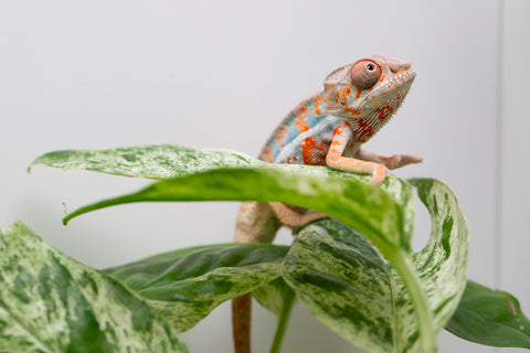 Ambilobe From "Famirapiratana" (AKA Brilliance) x "Ontany-fango" (AKA Question Mark) - Hatched March 2026 - Male #3