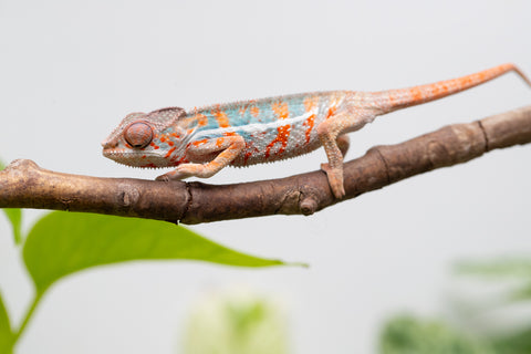 Ambilobe From "Famirapiratana" (AKA Brilliance) x "Ontany-fango" (AKA Question Mark) - Hatched March 2026 - Male #3