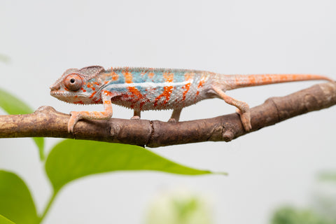 Ambilobe From "Famirapiratana" (AKA Brilliance) x "Ontany-fango" (AKA Question Mark) - Hatched March 2026 - Male #3