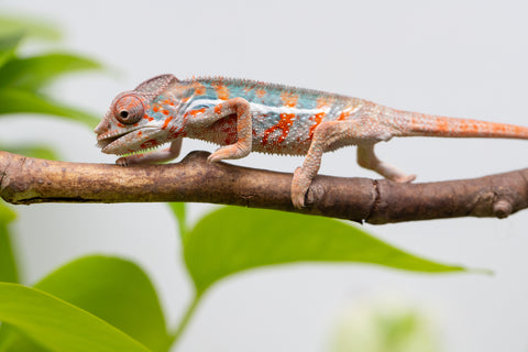 Ambilobe From "Famirapiratana" (AKA Brilliance) x "Ontany-fango" (AKA Question Mark) - Hatched March 2026 - Male #3
